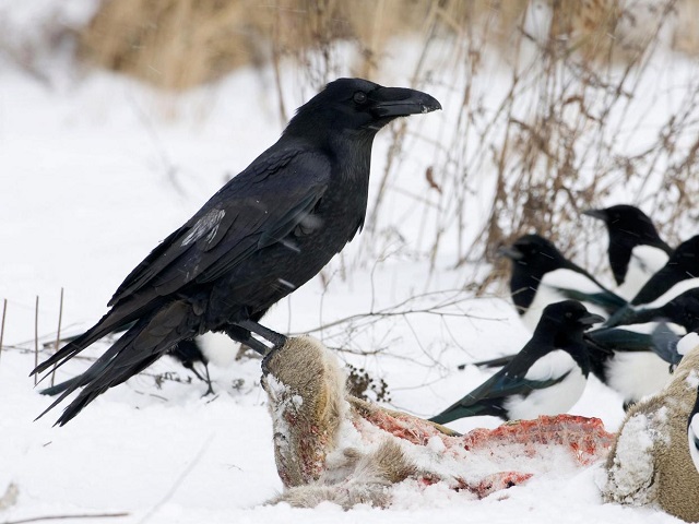 ravens can be better at planning ahead than four year old children study finds