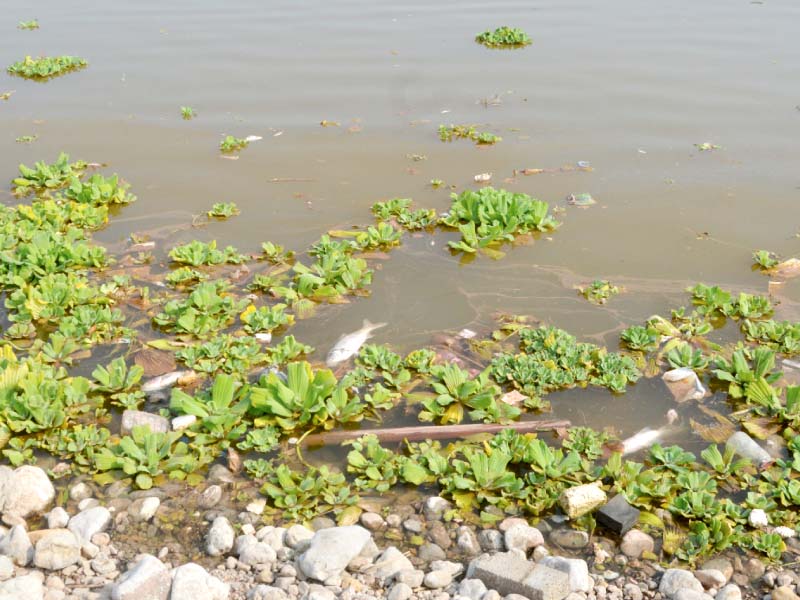 dead fish float on the banks of the rawal lake photo mudassar raja express