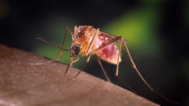 experts say malaria vectors usually bite victims between dusk and dawn photo reuters