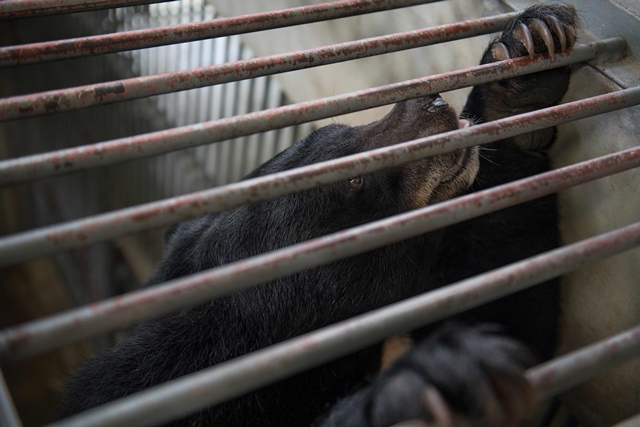 a moon bear peers through the metal bars in a holding pen at the vietnam bear rescue centre near tam dao national park in vinh phuc province some 70 kms north of hanoi on july 19 2017 photo afp