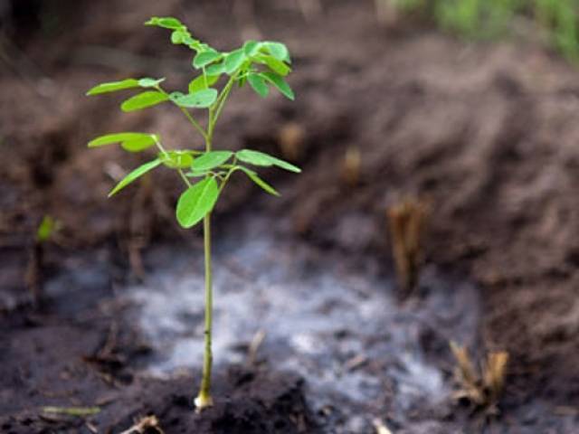 lcs tree plantation drive hopes to boost ecosystem