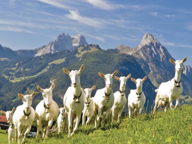 Saanen goats. PHOTO: FILE
