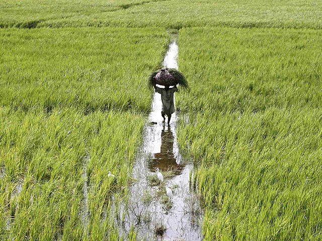 rs525m distributed among 7 051 farmers under kissan package