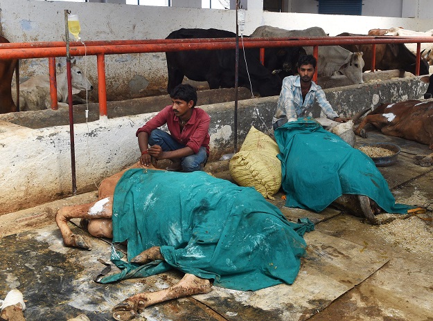 employees give medical care to sick cows at an animal hospital at the 039 sri krishna gaushala 039 cow shelter in bawana a suburb of the indian capital new delhi photo afp