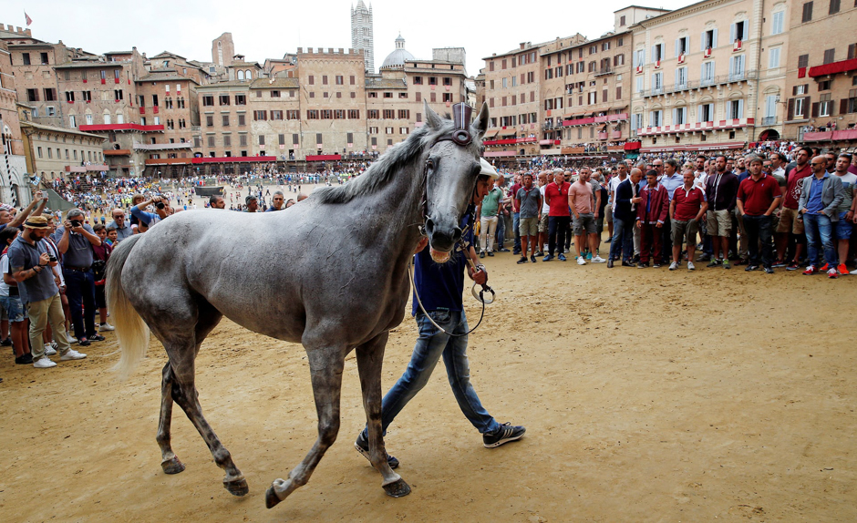 A horse from the Torre parish is escorted through the crowds after the first practice session for the Palio horse race through the medieval city, Siena, Italy. PHOTO: REUTERS