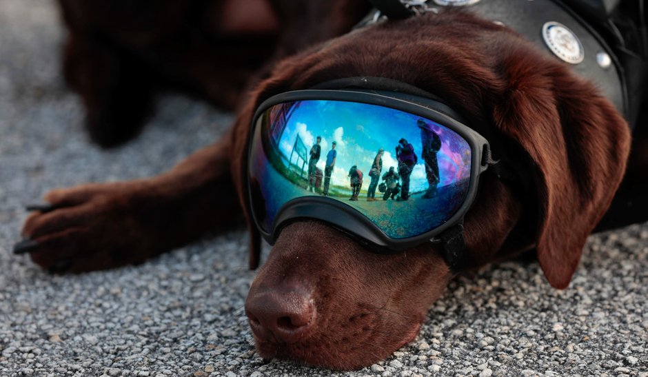 Axe, a service dog working for a charity that brings together war veterans and inner-city youth, rests at a wildlife refuge in the northern Everglades, Boynton Beach, Florida, US. PHOTO: REUTERS