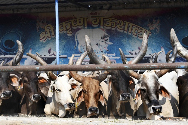 Cows look on at the 'Sri Krishna Gaushala' (cow shelter) in Bawana, a suburb of the Indian capital New Delhi. PHOTO: AFP