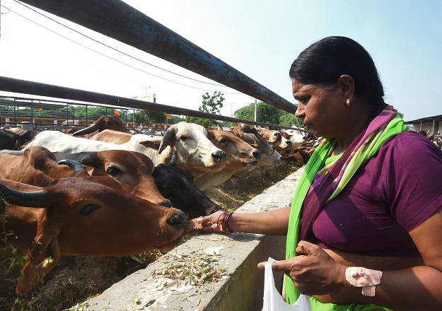 A woman feeds cows at the 'Sri Krishna' cow shelter in Bawana, a suburb of the Indian capital New Delhi. PHOTO: AFP