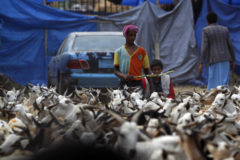 Yemeni men walk past goats at a livestock market in the capital Sanaa, in preparation for the Eid al-Adha celebrations. PHOTO: AFP