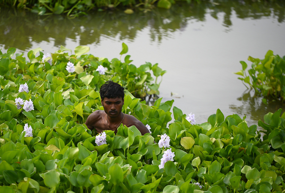 An Indian man removes nasturtium from a pond in preparations ahead of the Ganesh Chaturthi festival where Ganesh idols will be immersed near Sangam, in Allahabad. PHOTO: AFP
