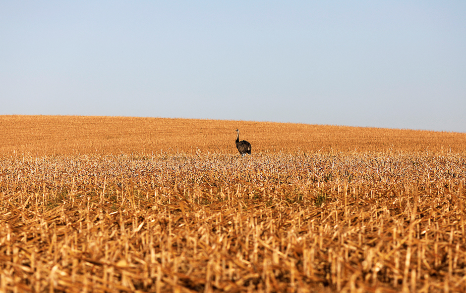 An ostrich stands in a field of second corn (winter corn) after near Lucas do Rio Verde in the Mato Grosso state, Brazil. REUTERS
