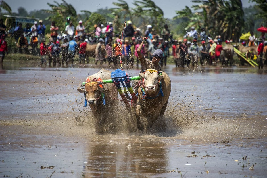 A participant holds onto his livestock as he takes part in a buffalo race in Probolinggo, East Java. PHOTO: AFP