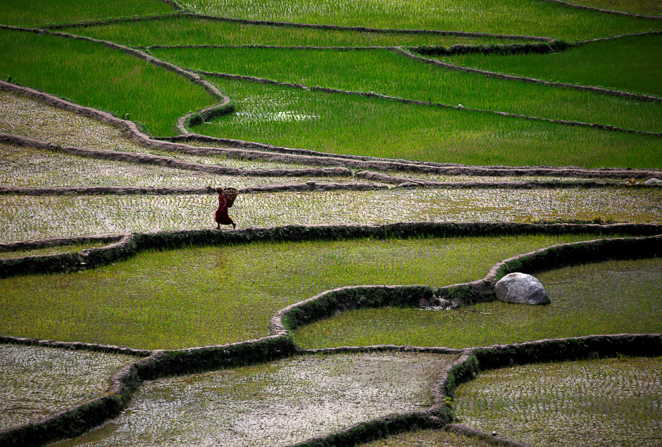 A farmer walks along paddy fields in Sindhuli district, Nepal. PHOTO: REUTERS