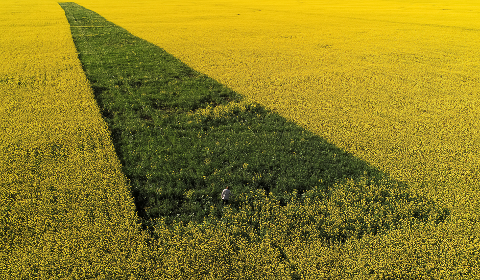 A man walk in a field sowed of lucerne and oat (green strip) in Krasnoyarsk region, Russia. PHOTO: REUTERS