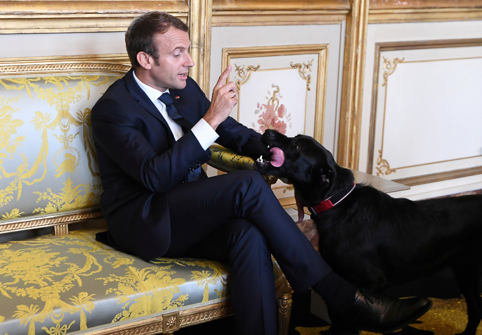 French president Emmanuel Macron gestures towards his dog Nemo during a meeting with German Vice Chancellor and German Foreign Minister at the Elysee Palace in Paris, France. PHOTO: REUTERS