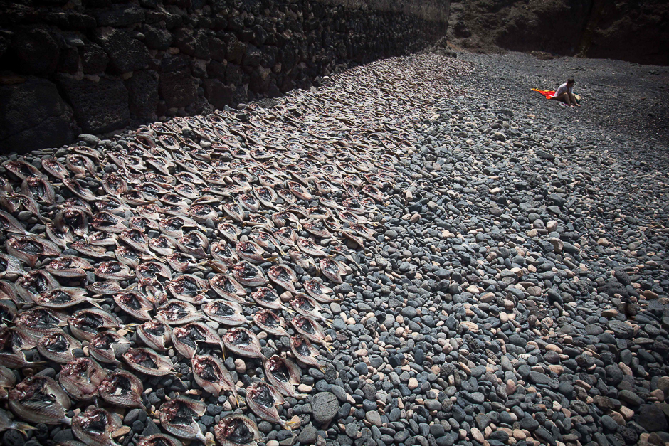 A woman sunbaths next to two thousands kilograms of fish salted on the stones of El Cotillo harbour, in La Oliva, on the Spanish Canary island of Fuerteventura during the village fair in honour of Our Lady of Good Travel. PHOTO: AFP
