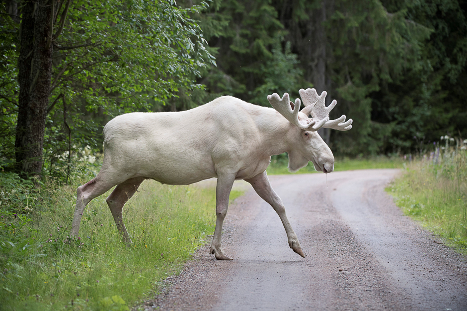 A rare white moose is seen in Gunnarskog, Varmland, Sweden. PHOTO: REUTERS