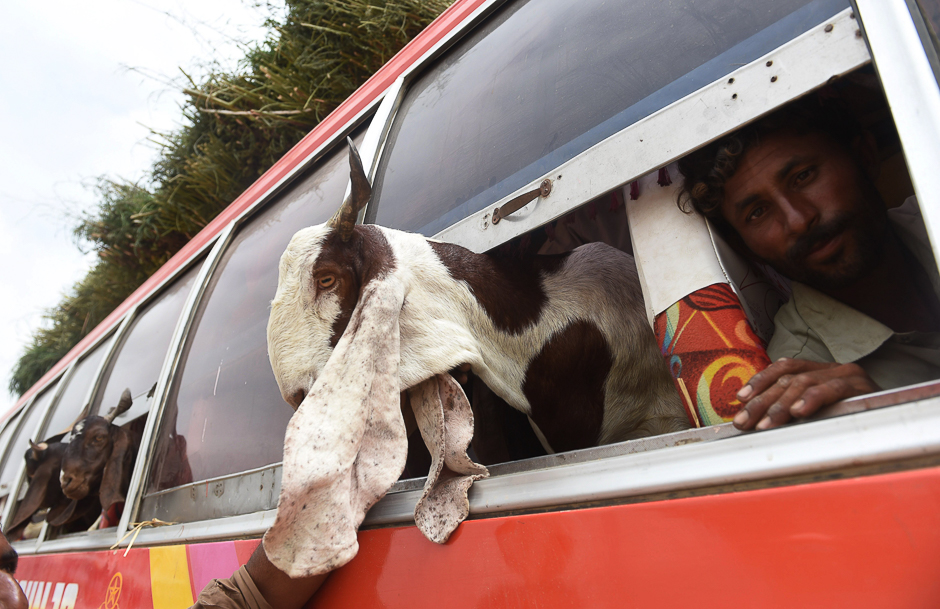 A Pakistani butcher transports goats in a bus as he arrives at an animal market ahead of the Muslim festival Eid al-Adha in Karachi. PHOTO: REUTERS