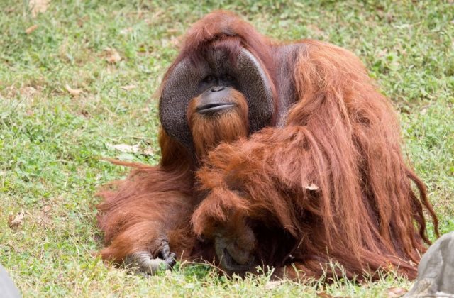 zoo atlanta photo shows chantek the orangutan after the passing of the male orangutan who was among the first apes to learn sign language in this photo released on social media in atlanta georgia u s august 7 2017 photo reuters