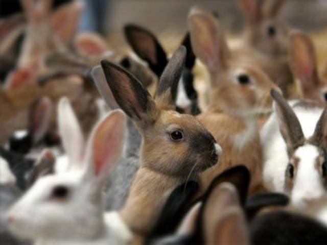 rabbit farming a quick way to meet food demand