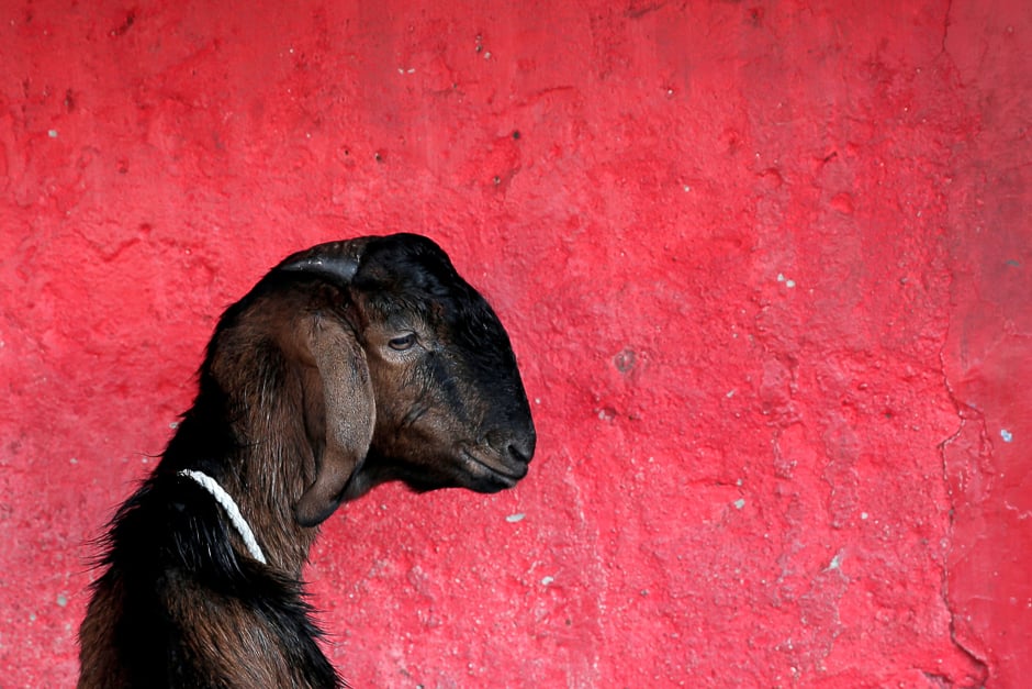 a goat for sale for eidul azha in jakarta indonesia photo reuters