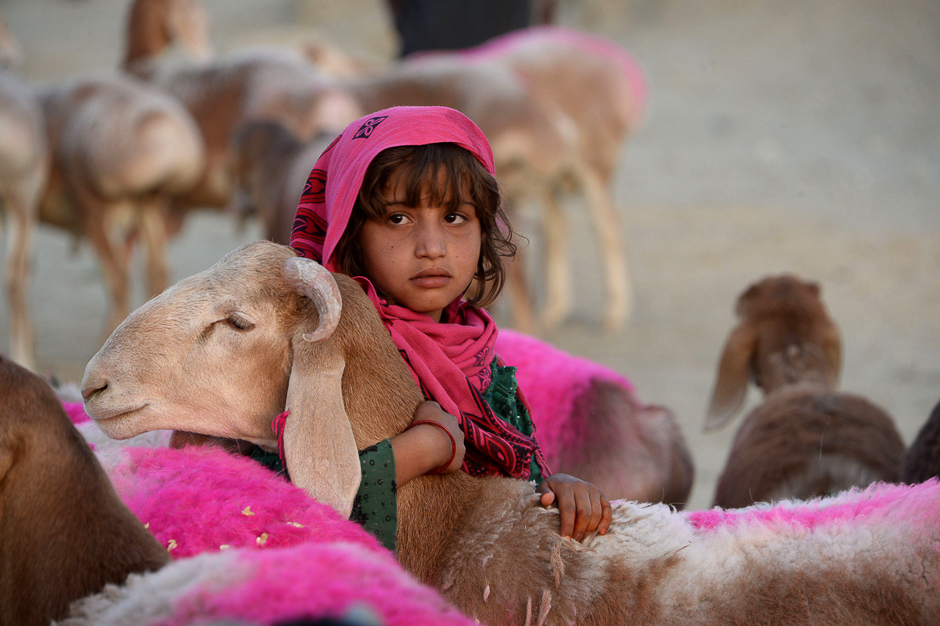 An Afghan girl holds a sheep as she waits for customers at a at a livestock market ahead of the Eidul Azha Muslim holiday, on the outskirts of Jalalabad. PHOTO: AFP