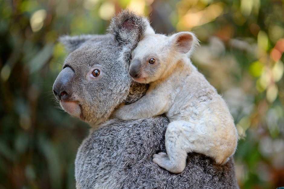 This undated handout from the Australia Zoo shows a white koala joey on her mother Tia at the Australia Zoo on Queensland's Sunshine Coast. PHOTO: REUTERS