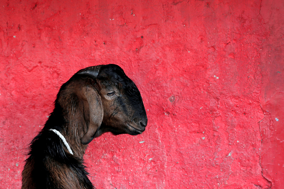 A goat for sale for Eidul Azha in Jakarta, Indonesia. PHOTO: REUTERS