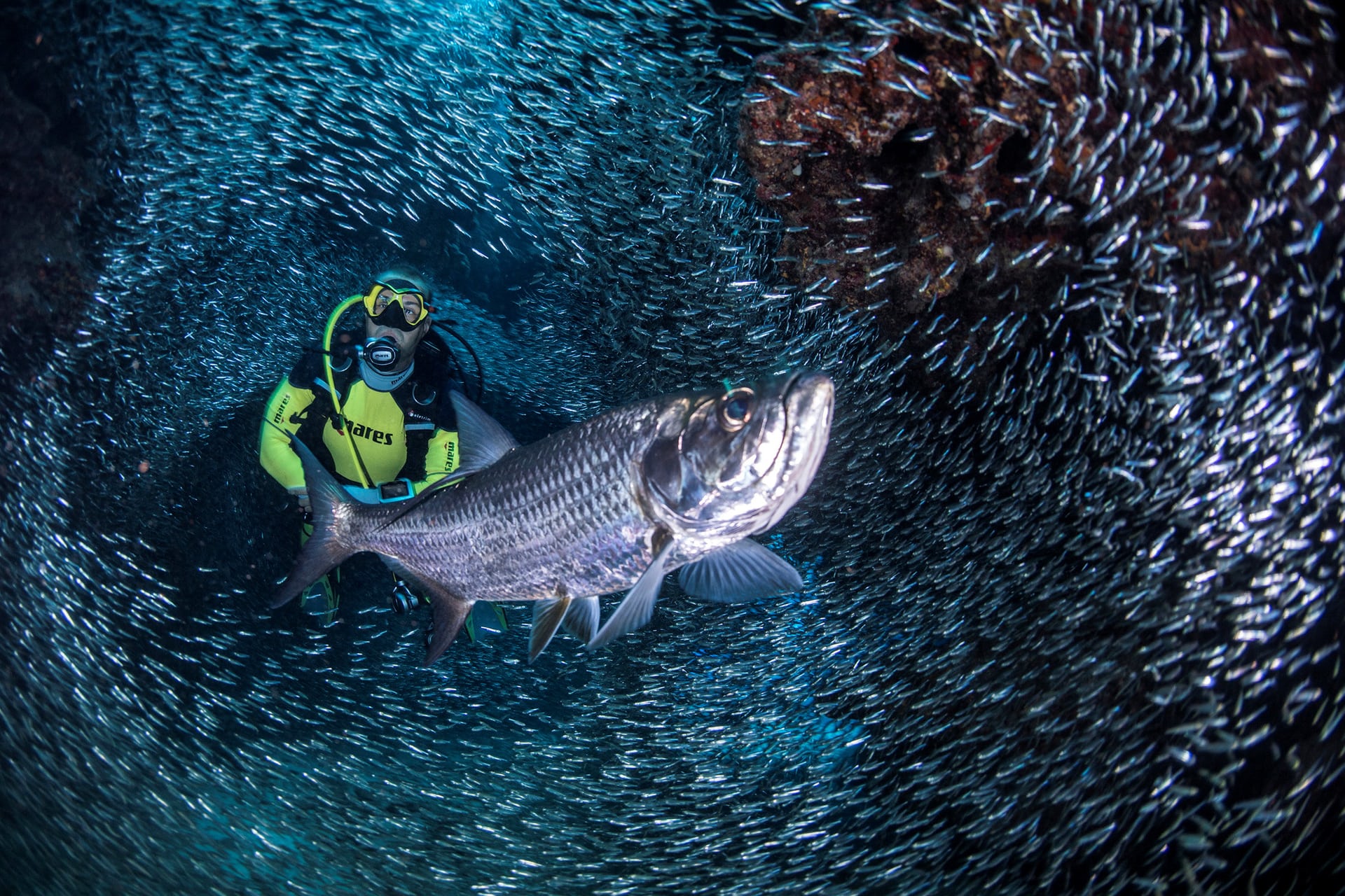 A scuba diver is surrounded by schools of Silversides in the Devilâs Grotto area. Each year, for only a few weeks, these schools form massive pulsating clouds in the caves, tunnels and swim-throughs, according to researchers, George Town, Cayman Islands. PHOTO: REUTERS 