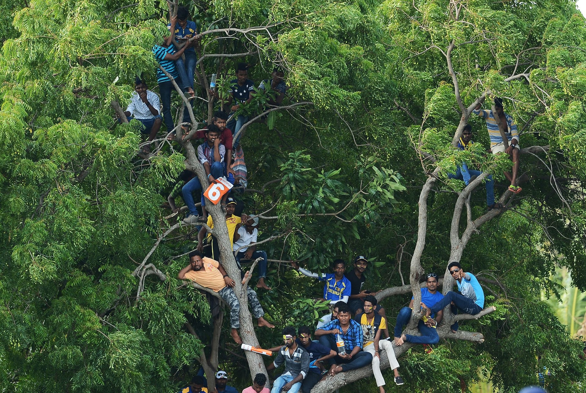 Cricket fans watch the match between Sri Lanka and India from a tree at the Rangiri Dambulla International Cricket Stadium, Dambulla, Sri Lanka. PHOTO: AFP