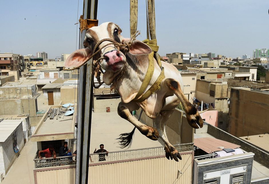 A young bull is lifted from the roof of a building with a crane during preparations for the annual Muslim festival of Eid al-Adha in Karachi. PHOTO: AFP