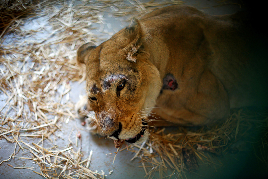 Dana the lioness, one of thirteen animals transported from a zoo in the Syrian city of Aleppo, is seen in a cage after giving birth to its first cub at Al Ma'wa wildlife reserve in the city of Jerash, near Amman, Jordan. PHOTO: REUTERS