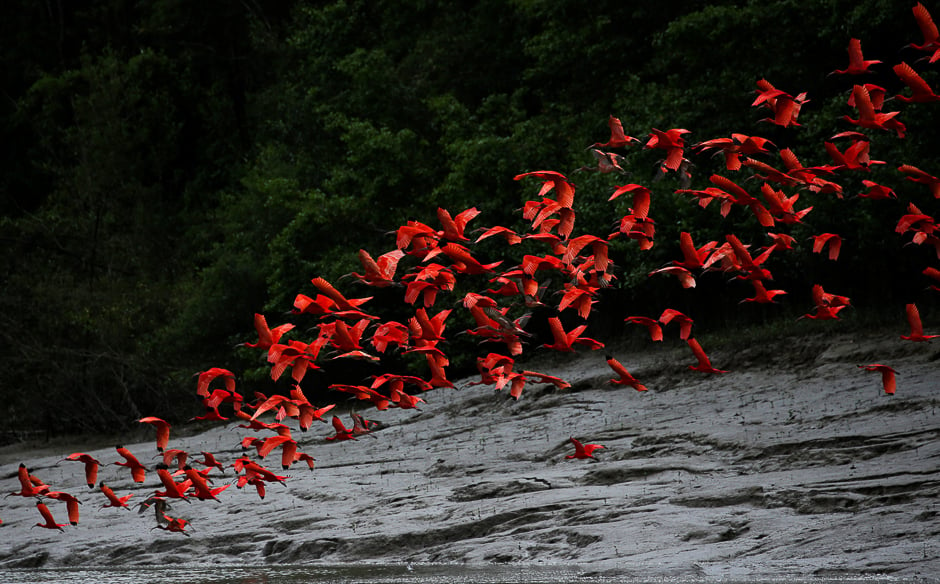 Scarlet ibis are pictured on the banks of a mangrove swamp located on the mouth of the Calcoene River where it joins the Atlantic Ocean on the coast of Amapa state, northern Brazil. PHOTO: REUTERS
