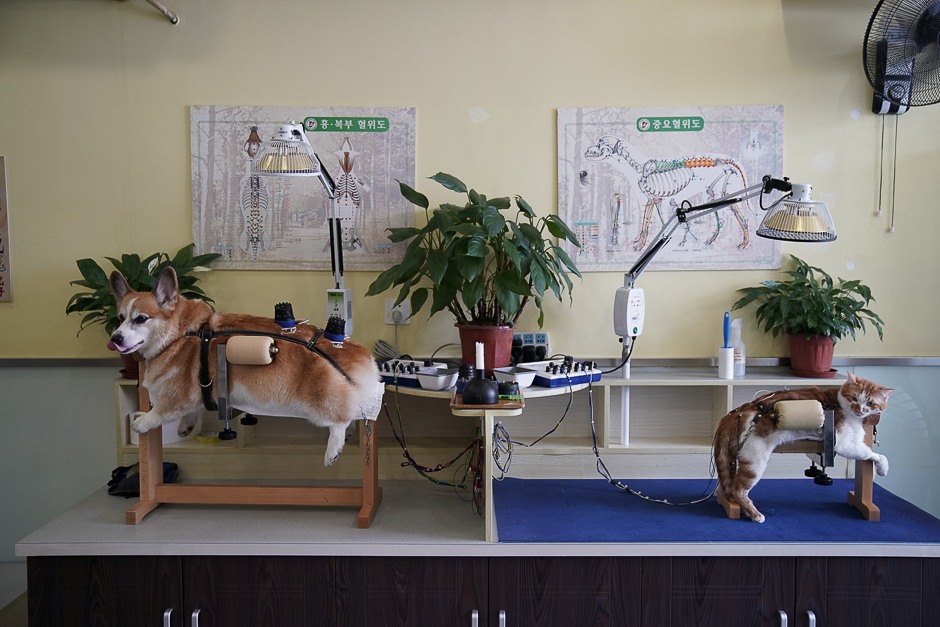 A dog and a cat receive treatment at Shanghai TCM (Traditional Chinese Medicine) Neurology and Acupuncture Animal Health Centror in Shanghai, China. PHOTO: REUTERS