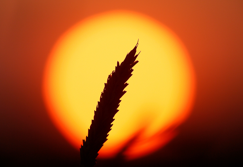 An ear of wheat is seen during sunset in a field outside the Siberian village of Legostaevo, in Krasnoyarsk region, Russia. PHOTO: REUTERS