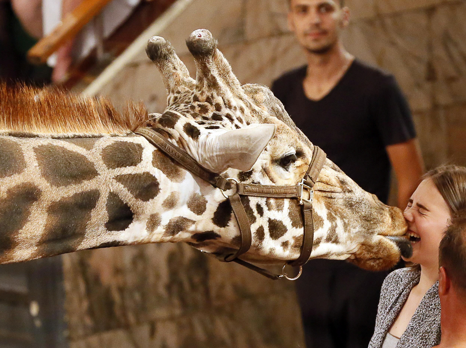 Bagir, a 5.7 metre-high giraffe, licks a spectator during the Giants of Africa show at the Krasnoyarsk State Circus, Russia. PHOTO: REUTERS