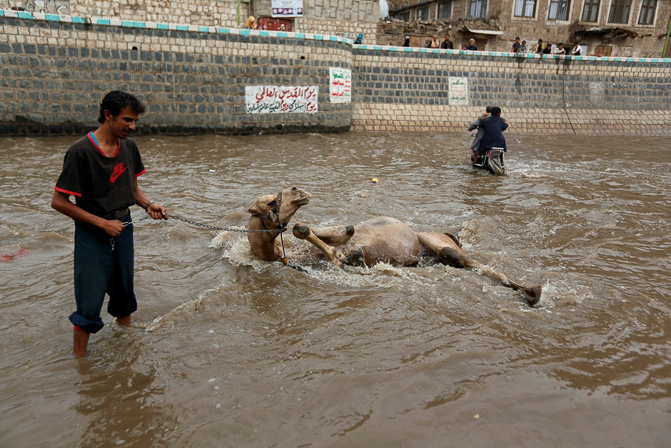 A man washes his camel in floodwater in the old quarter of Sanaa, Yemen. PHOTO: REUTERS