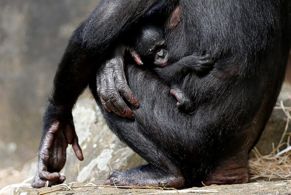 A one-week-old baby bonobo clings to its mother at Planckendael zoo in Mechelen, Belgium. PHOTO: REUTERS