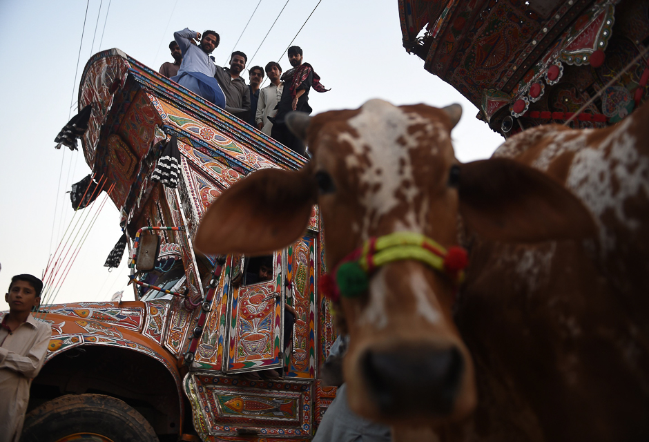 Pakistani people stand on a truck behind a bull at an animal market in Islamabad ahead Eidul Azha. PHOTO: AFP