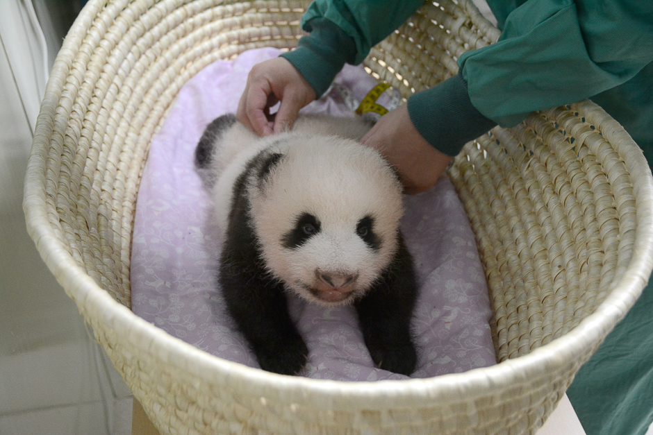 A baby giant panda, which was born in June, is seen August 11, 2017, in a handout photo provided by Tokyo Zoological Park Society in Tokyo. PHOTO: REUTERS