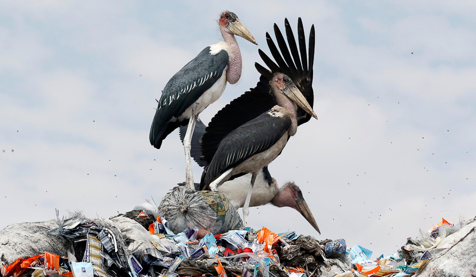 Marabou storks stand on a pile of recyclable plastic materials at the Dandora dumping site on the outskirts of Nairobi, Kenya. PHOTO: REUTERS