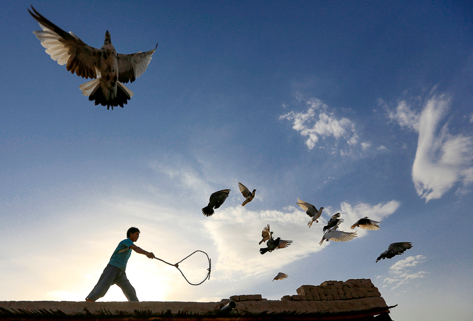 A man wields a stick as his flock of domesticated pigeons fly atop the roof of his house in Nangarhar province, Afghanistan. PHOTO: REUTERS