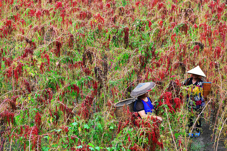 Chinese farmers harvesting red quinoa in Jianhe in China's southwestern Guizhou province. PHOTO: AFP