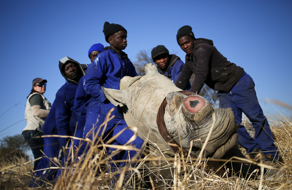 Workers hold a tranquillised rhino after it was dehorned in an effort to deter the poaching of one of the world's endangered species, at a farm outside Klerksdorp, in the north west province, South Africa. PHOTO: REUTERS