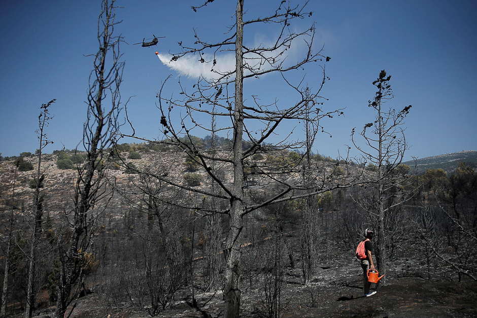 A Chinook helicopter makes a water drop during a wildfire as a local holding a watering can stands among burned trees in Athens, Greece. PHOTO: REUTERS