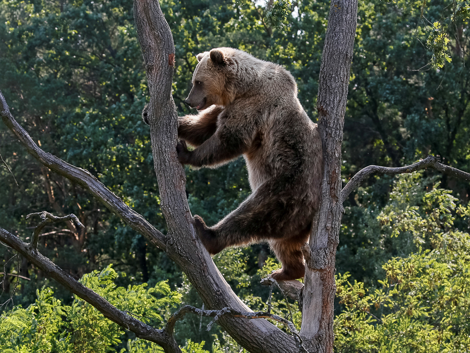 A brown bear is seen in a shelter for bears in the village of Berezivka near Zhytomyr, Ukraine. PHOTO: REUTERS