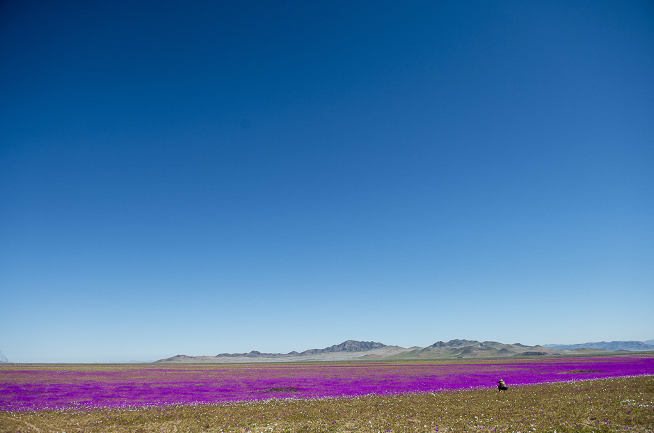 View of flowers in bloom on the Atacama desert, at the Huasco region some 600 km north of Santiago. PHOTO: AFP