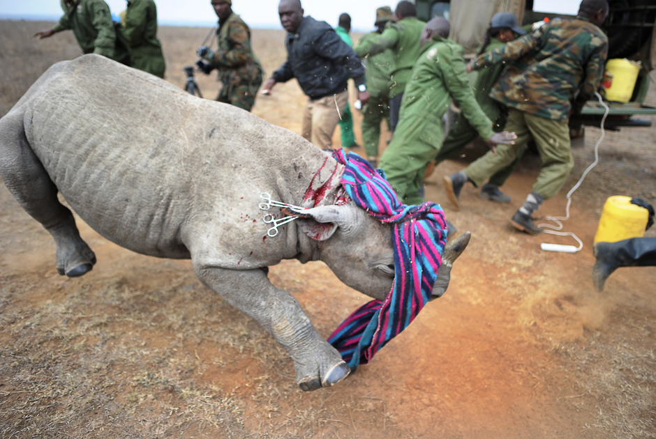 A Kenya Wildlife Services (KWS) veterinarian and security personnel back away from a tranquilised black-Rhino calf at the Nairobi National Park. PHOTO: AFP