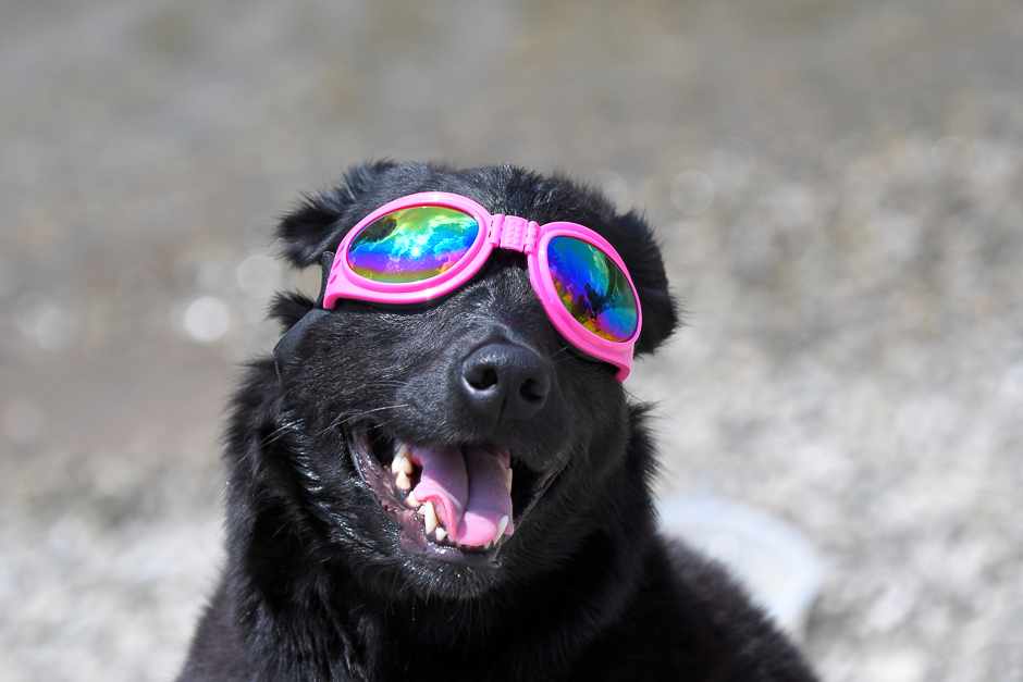Madison the dog watches the solar eclipse in Nashville, Tennessee, US. PHOTO: REUTERS