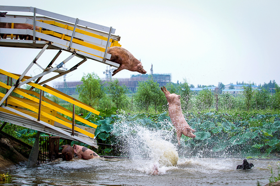 Pigs are herded off a platform into water by breeders during a daily exercise at a pig farm in Shenyang, Liaoning province, China. PHOTO: REUTERS